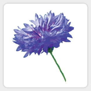 Cornflowers - blue wildflower pattern Sticker